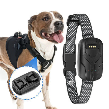 Coleira 4G GPS - Cães e Gatos