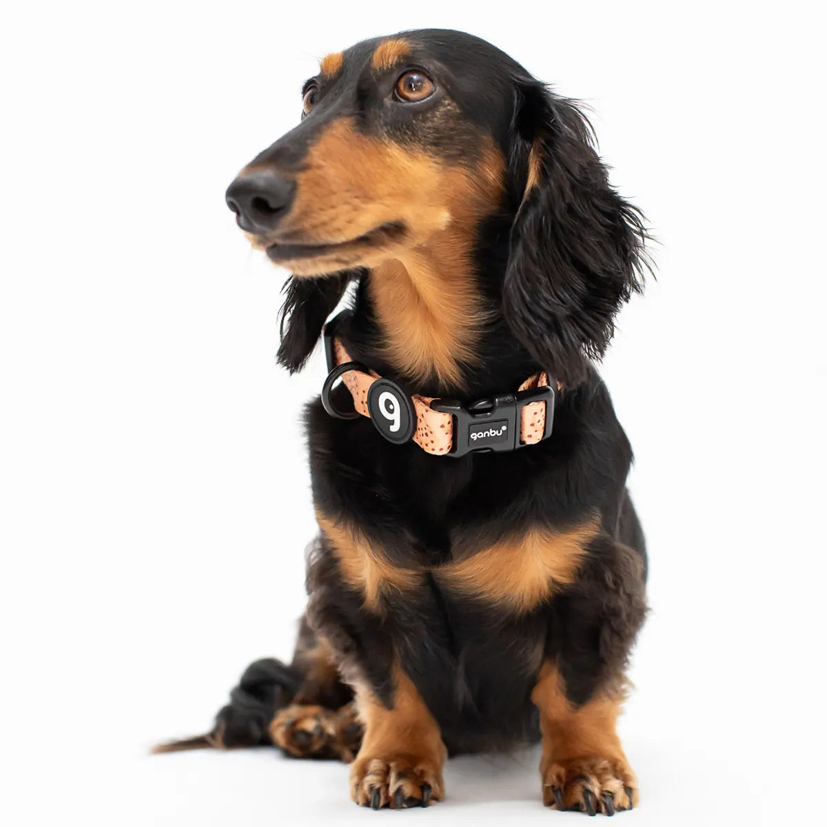 COLLAR